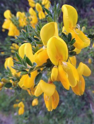 704 COMMON BROOM.jpg